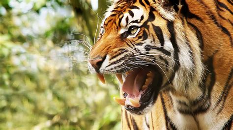X Big Cat Tiger Face Teeth Anger Wallpaper