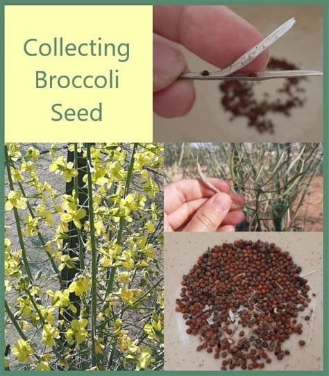 Guide To Saving Broccoli Seeds Broccoli Seeds