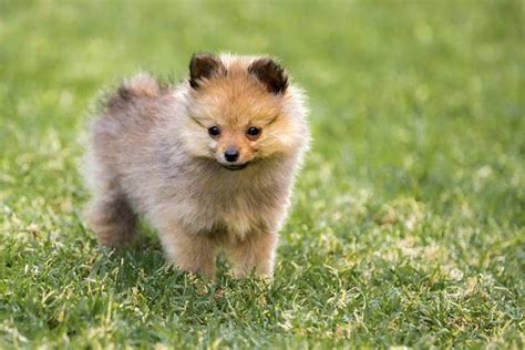 20 Cool Facts You Didnt Know About Pomeranians Dog Breeds