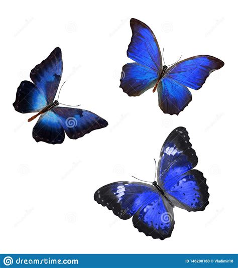 Multitud De Las Mariposas Azules Aisladas En Blanco Stock De Ilustración Ilustración De Carta