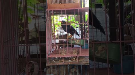 Burung gelatik yang satu ini adalah khas indonesia lebih tepatnya berasal dari pulau jawa, bentuknya yang kecil lincah dan corak warnanya yang mengkilau membuat orang berambisi untuk memilikinya, dengan cara apapun sehingga sekarang ini habitatnya sudah mulai punah. Koleksi burung di rumah ningsih tinampi - YouTube