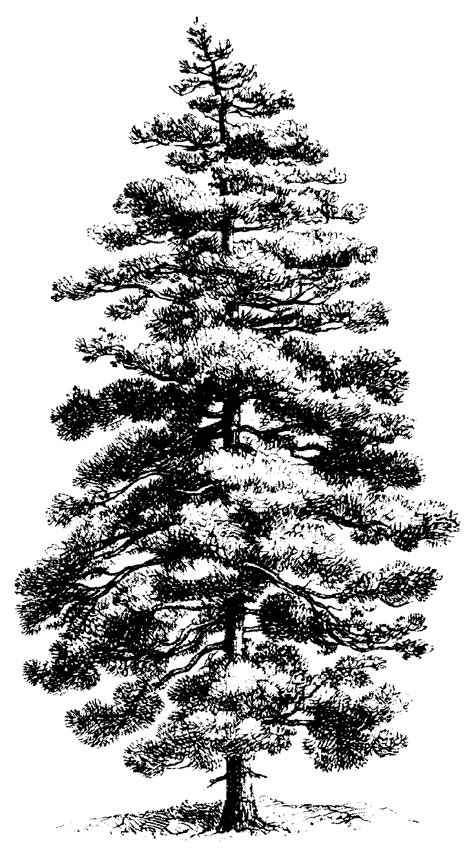Black And White Drawings Of Pine Trees In 2021 Tree Sketches Tree