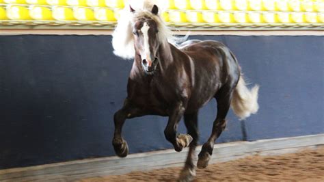 das schwarzwaelder kaltblut im portrait german black forest draft horse horses horse breeds