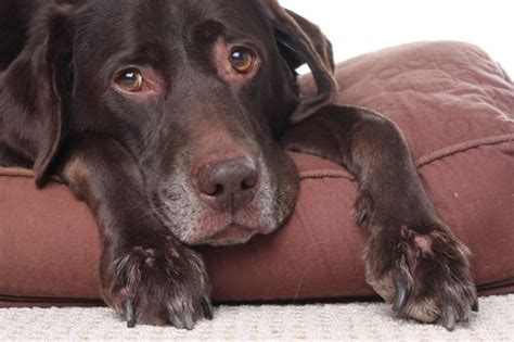 What Symptoms Will A Dog With Kidney Failure Experience Md
