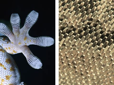 14 Smart Inventions Inspired By Nature Biomimicry Nature Inspiration