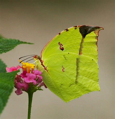At Least On Pinterest Butterflies Love Lantana Blossoms Best Of All