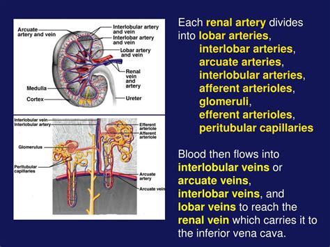 PPT - Biology 212 Anatomy & Physiology I PowerPoint Presentation, free