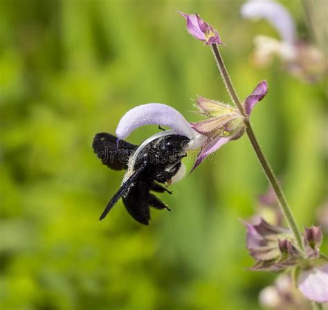 Purple Carpenter Bee Or Purple Carpenter Bumblebee Xylocopa Violacea