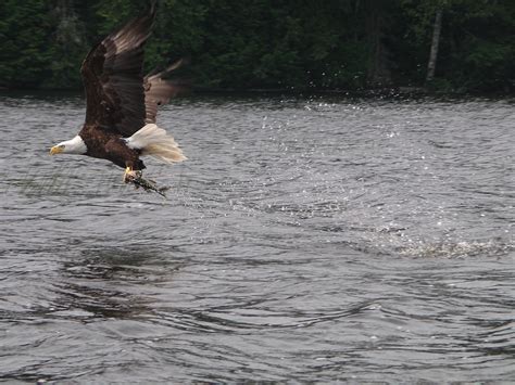 Bald Eagle Grabs A Meal This Is An Amazing Picture Snapped Flickr