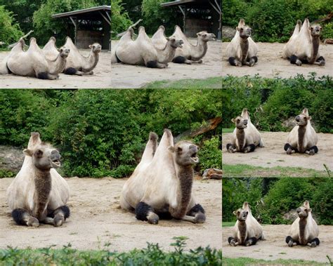 Kamele Im Kölner Zoo Foto And Bild Tiere Zoo Wildpark And Falknerei