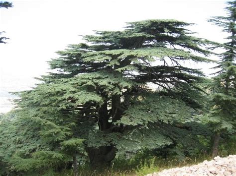 Cedar Of Lebanon Tree How To Grow Lebanon Cedar Trees Dummer ゛☀