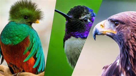 Las 5 Aves Exóticas Más Bellas Mascotas
