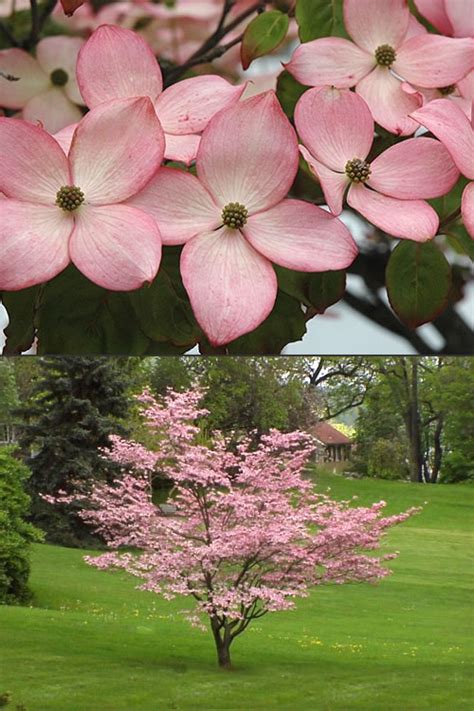 Buy Pink Chinese Dogwood Cornus Kousa Satomi Trees For Sale Online