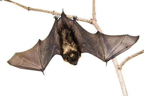 Bat Removal Icon Pest Pest And Wildlife Control Services