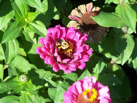 Aug 22, 2021 · in a dry year with fewer plants to forage on, houston says, the pupa will stay in their burrows. Bumble Bees love them too. | Butterfly garden, Flowers ...