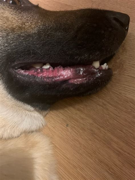 One Side Of My Dogs Mouthjowl Area Is Red It Doesnt Seem To Be