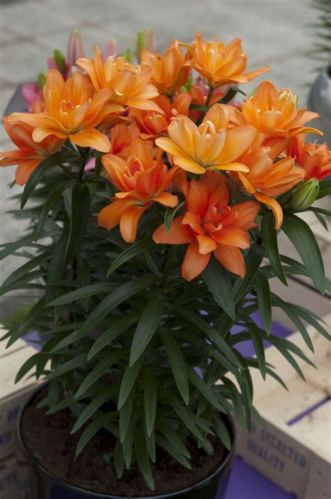 What do lilies look like? Lily Looks 'Tiny Double You' PPAF | Lily, Plants, Garden
