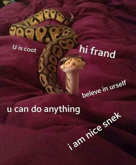 Snek Memes Funny Pictures Of Ball Pythons Meme Animal Memes Cute