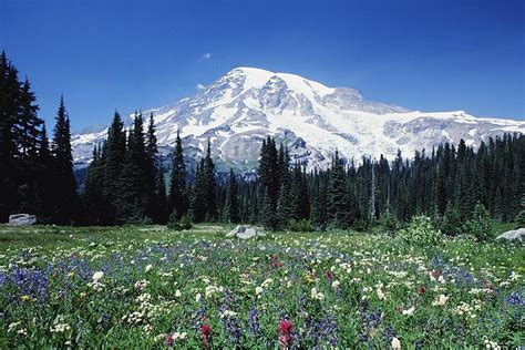Mt Rainier Day Tour From Seattle From 186 Cool Destinations 2023
