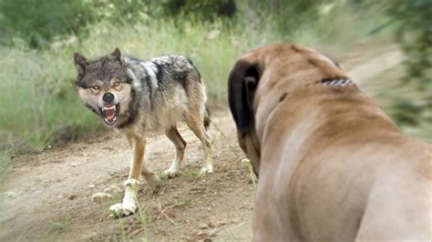 These Are 10 Dog Breeds That Can Defeat Wolves Youtube