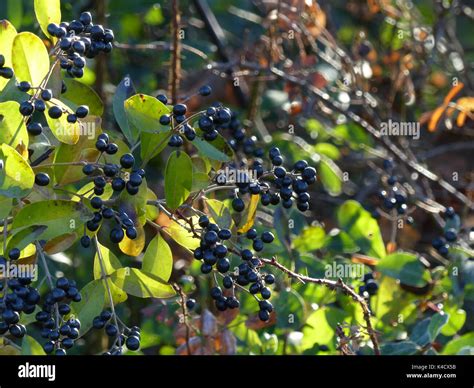 Privet Berry Hi Res Stock Photography And Images Alamy