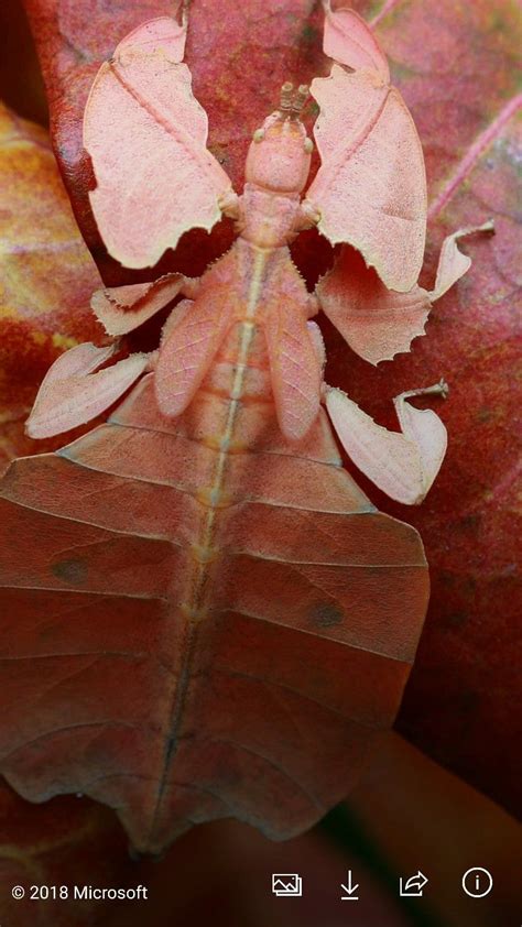 Leaf Insect Plant Leaves Insects Drawings