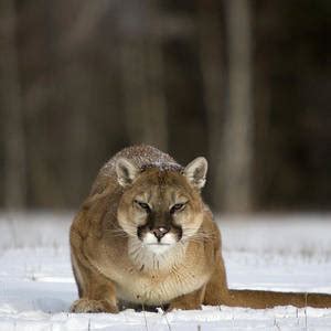 Cougar Photograph By Linda Freshwaters Arndt