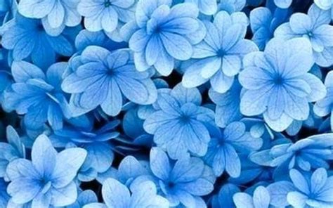 Flower Aesthetic Wallpapers - Wallpaper Cave