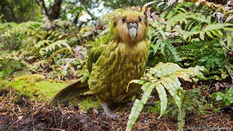 How The Kakapo Beat The Genetic Odds Kakapo Animals Kakapo Parrot