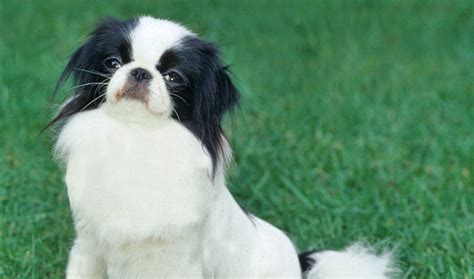 Japanese Chin Breed Information