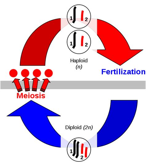 Sexual Reproduction Definition And Examples Biology Online Dictionary