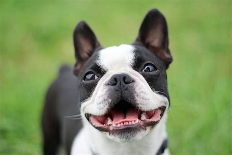 7 Fun Facts About Boston Terriers American Kennel Club