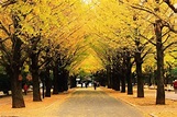 Hikarigaoka Park (Nerima) - 2020 All You Need to Know BEFORE You Go ...