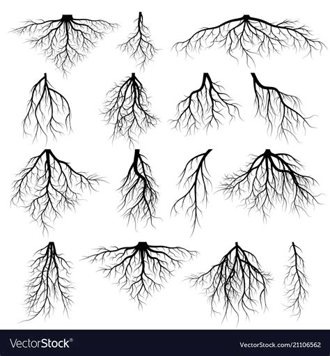 Set Of Tree Roots Royalty Free Vector Image VectorStock