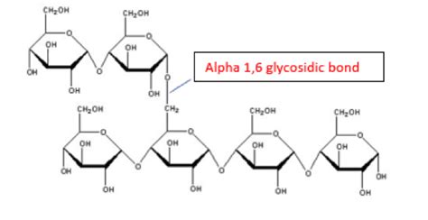 Glycosidic Bond Definition And Structure Science Query