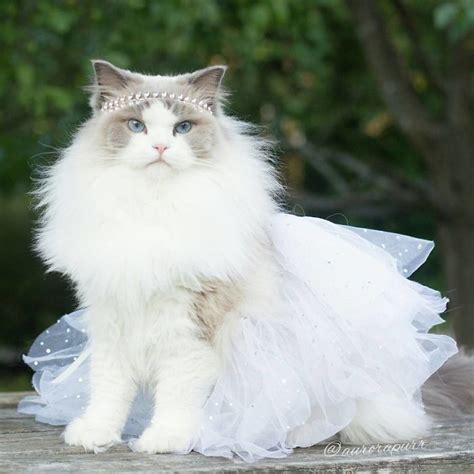 10 Amazing Pics Of Aurora The Fluffy Cat Most Beautiful Cat Reckon Talk