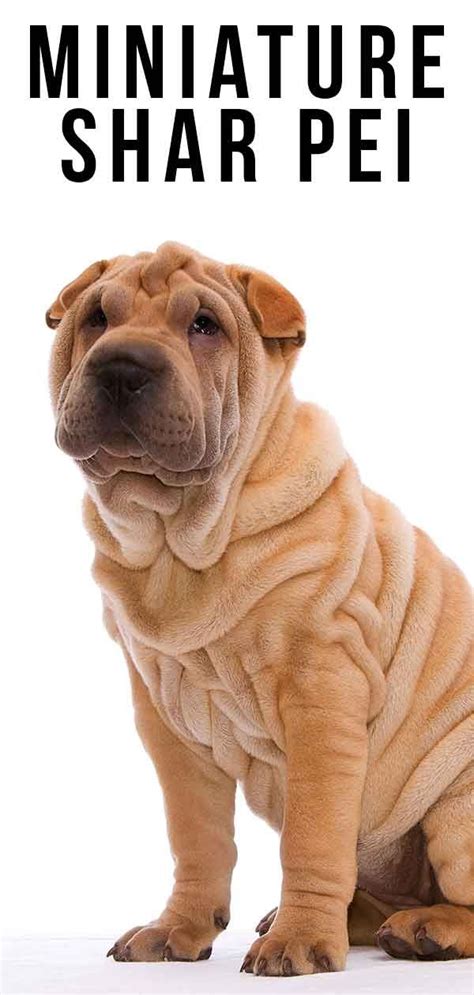 Top quality shar pei pups. Miniature Shar Pei - A Guide to the Smaller Version of the ...
