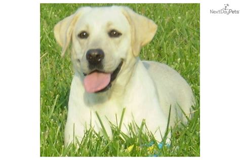 The labrador retriever is one of the most popular breeds in the united states. Beautiful english white and cream lab puppies! | Labrador ...