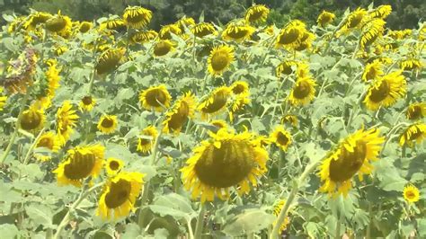 Headland Sunflower Field Attracts Visitors From All Over Alabama Youtube