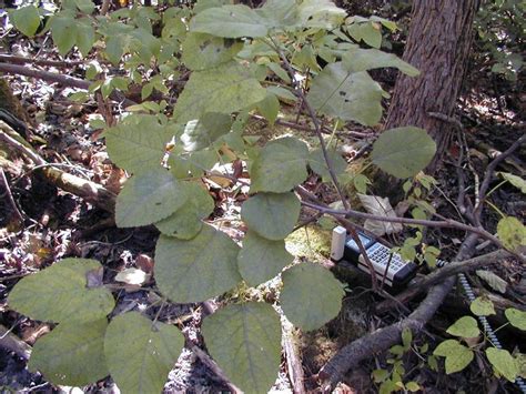 Swamp Cottonwood Guide New York Natural Heritage Program