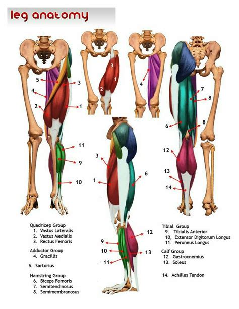 Basic Lower Body Anatomy Leg Muscle Coloring Pagemuscle Free