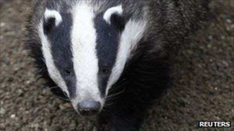 Badger Cull To Stop Bovine Tb To Be Trialled In England Bbc News