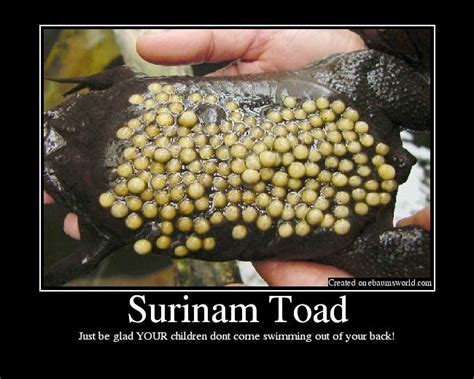 Unlike the majority of the arrabal's suriname toad is a species of frog in the family pipidae found in brazil, guyana, suriname. Pin on Suriname toad