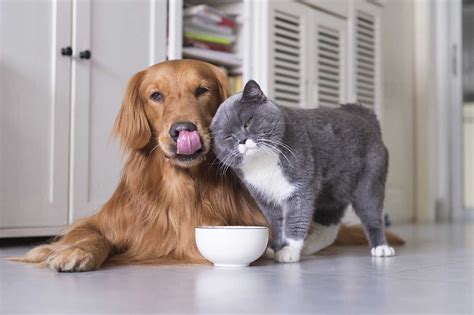 Pet sitter in lim chu kang, singapore. Benefits of Preferring Pet Boarding Services