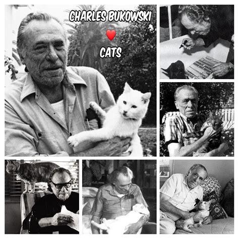 Charles Bukowski Cats Charles Bukowski Ord Feline Cats Madness