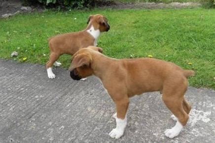 1 boxer breeders south carolina listings; Friendly M/F Boxer Puppies Available for Sale in Charleston, South Carolina Classified ...