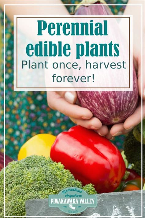 We recommend that you consider your local climate, weather patterns and conditions when deciding what and when to plant in your home garden. 100 Perennial Vegetables For your Garden | Perennial ...