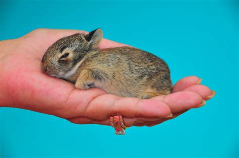 On Black Wild Baby Rabbit By Jeff Clow Large