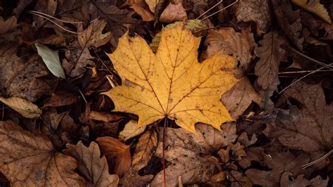 Foliage Autumn Dry 4k Hd Wallpaper