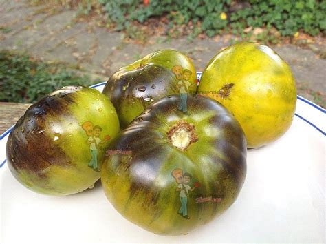 Great Blue Tomato Seeds For Sale At Renaissance Farms